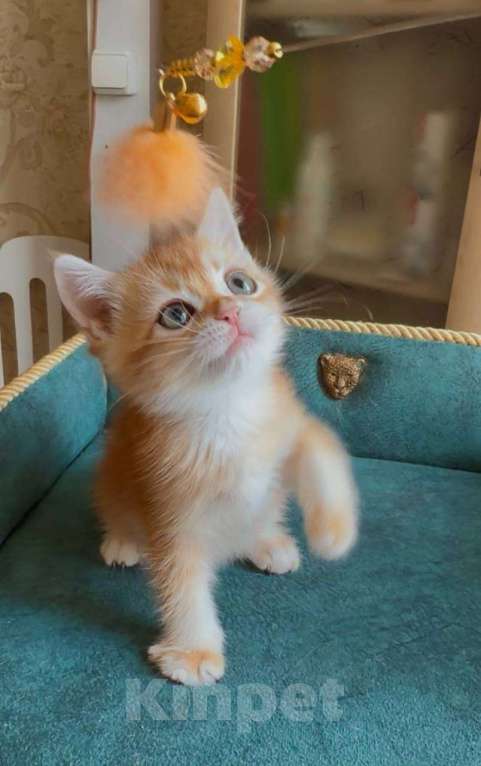 Кошки в Москве: Консул Мальчик, 45 000 руб. - фото 4