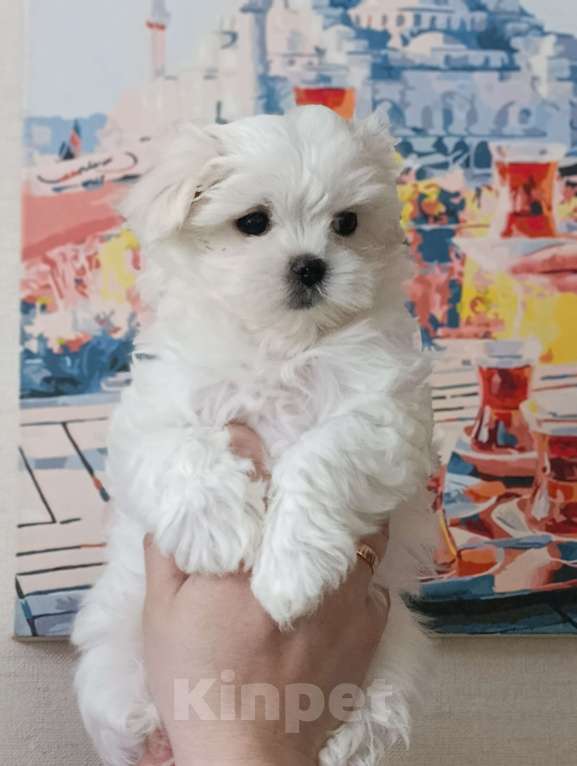 Собаки в Казани: Шенки от хороших производителей Разнополые, 50 000 руб. - фото 2