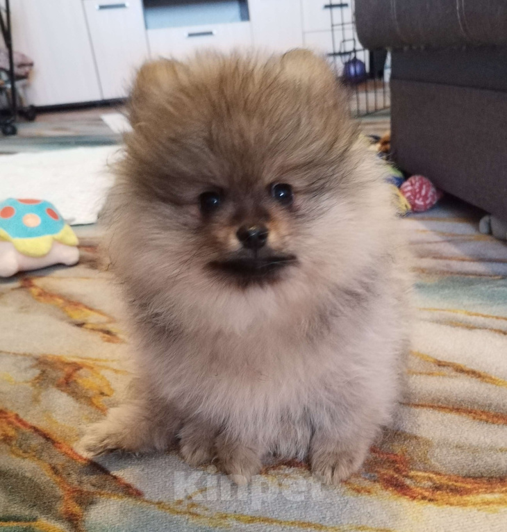 Собаки в Дзержинском: Щенки малого немецкого шпица Мальчик, Бесплатно - фото 2