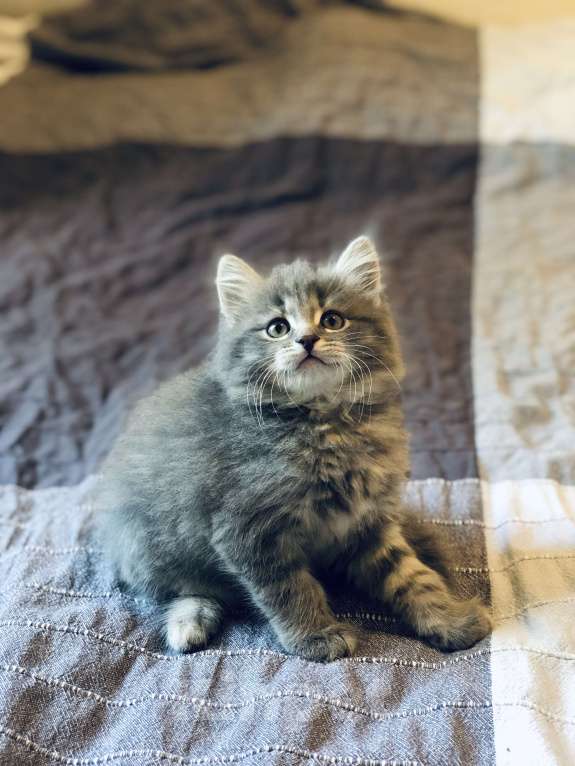 Кошки в Раменском: Пушистик-мальчик цвета нежное облачко Мальчик, 100 руб. - фото 2