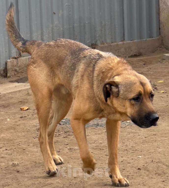 Собаки в Москве: Очень умный пес в добрые руки Мальчик, Бесплатно - фото 5