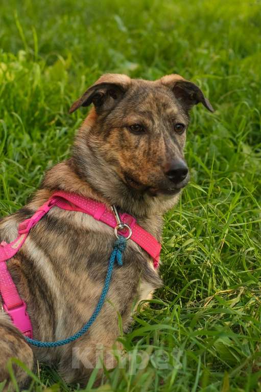 Собаки в Санкт-Петербурге: Нежная тигровая Николь из приюта в добрые руки Девочка, Бесплатно - фото 6