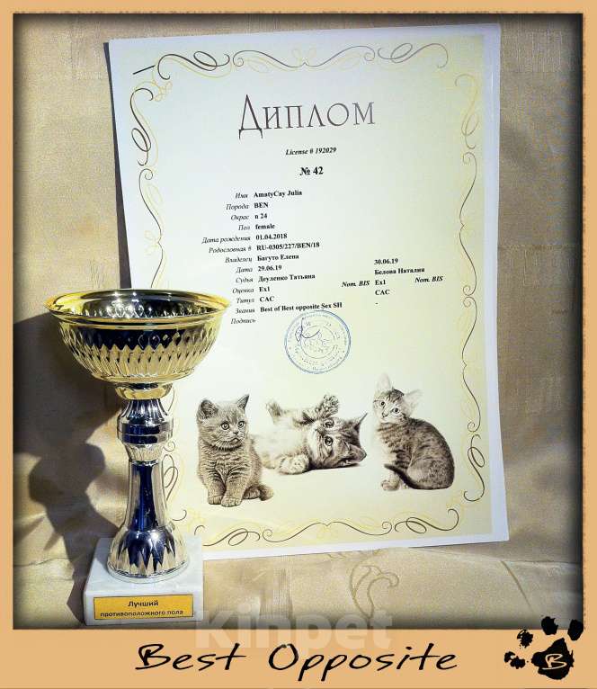 Кошки в Новосибирске: Клубные ласковые бенгальские котята девочки Девочка, 20 000 руб. - фото 6