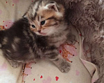 Кошки в Батайске: Котенок шотландский Мальчик, 5 000 руб. - фото 1