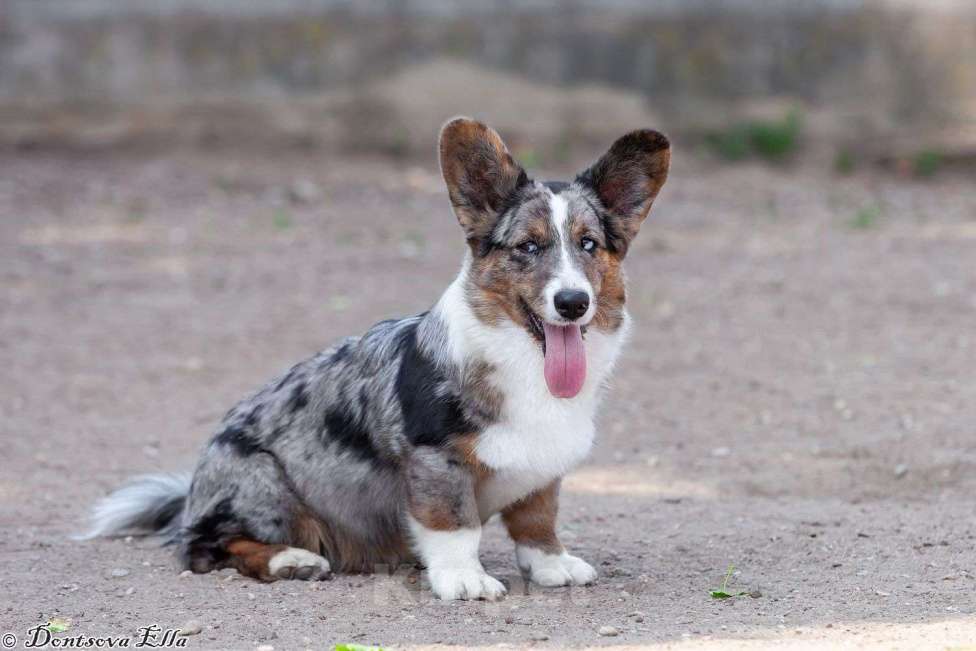Собаки в других городах Московской области: Мраморный редкий голубоглазый кобель Пикассо Мальчик, 30 000 руб. - фото 3