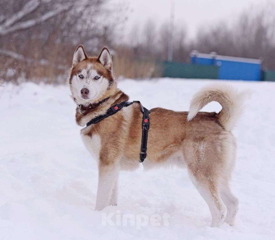 Собаки в Москве: Роскошный Рахат  Мальчик, 1 руб. - фото 1