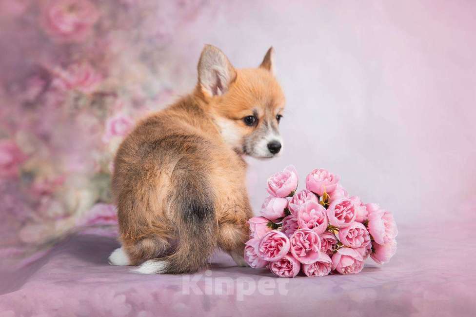 Собаки в Кирове: Вельш Корги Пемброк, щенок Девочка, Бесплатно - фото 3