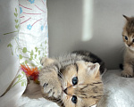 Кошки в других городах Московской области: Котенок Девочка, 25 000 руб. - фото 2
