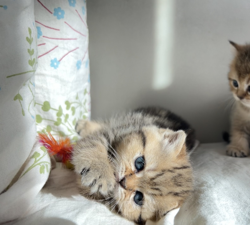 Кошки в других городах Московской области: Котенок Девочка, 25 000 руб. - фото 2