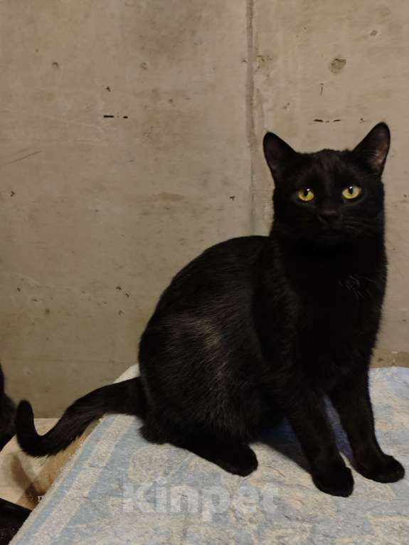Кошки в Санкт-Петербурге: Срочно!!! Отдам в Добрые руки!!! Девочка, Бесплатно - фото 4