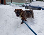 Собаки в Люберцах: Вилли ждёт семью Мальчик, Бесплатно - фото 2
