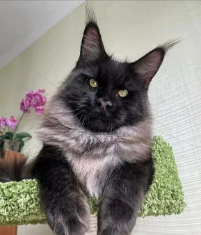 Котята мейн-куны