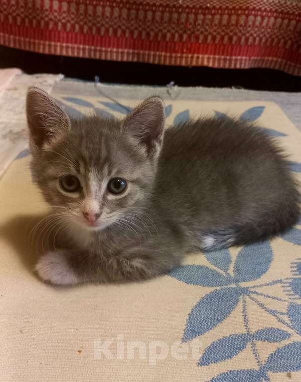 Кошки в Туле: Бездомные котята Мальчик, Бесплатно - фото 3