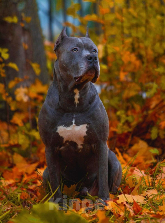 Собаки в Санкт-Петербурге: Щенки - Прайтер Девочка, 50 000 руб. - фото 7