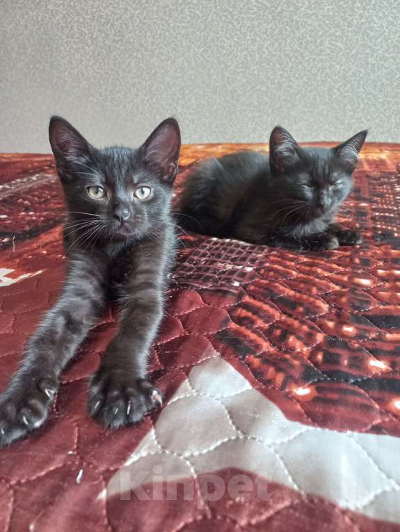 Кошки в других городах Московской области: Котята в добрые руки Мальчик, Бесплатно - фото 5