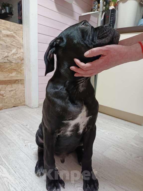 Собаки в других городах Московской области: Мальчик Кане Корсо Мальчик, 20 000 руб. - фото 3