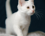 Кошки в Клине: Ассоль — стройная и воздушная кошечка, словно балерина Девочка, Бесплатно - фото 2