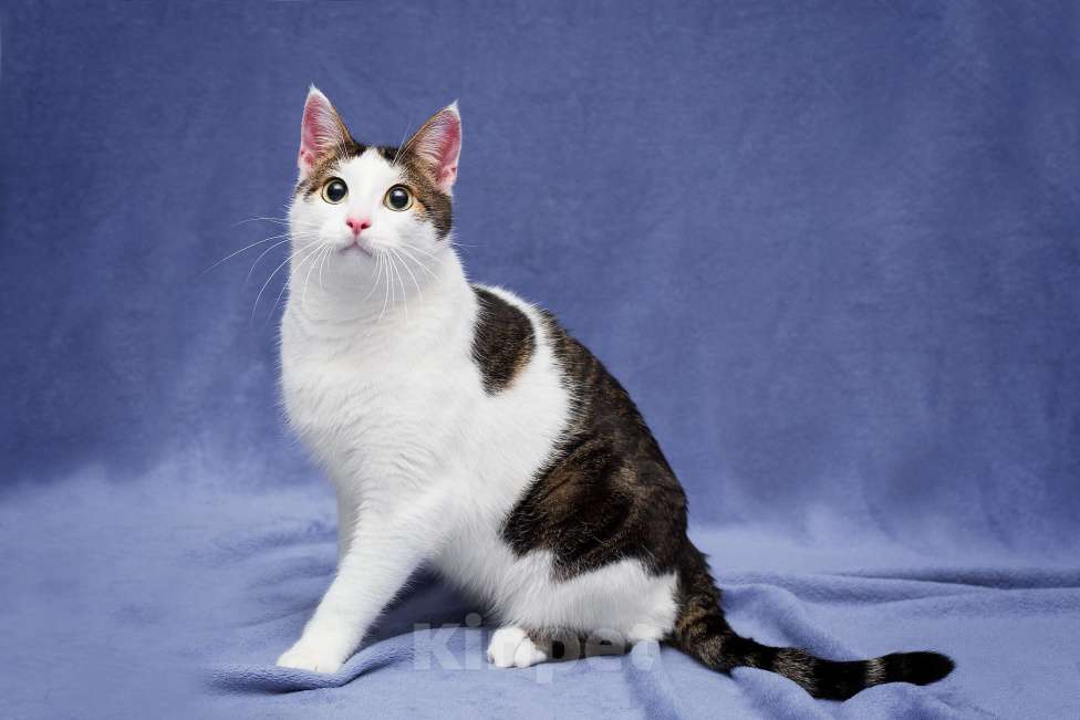 Кошки в Москве: Кот в добрые руки Мальчик, Бесплатно - фото 4