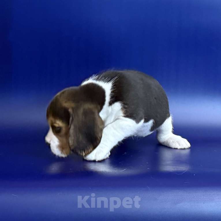 Собаки в Уфе: Щенок породы бигль девочка Девочка, 45 000 руб. - фото 3