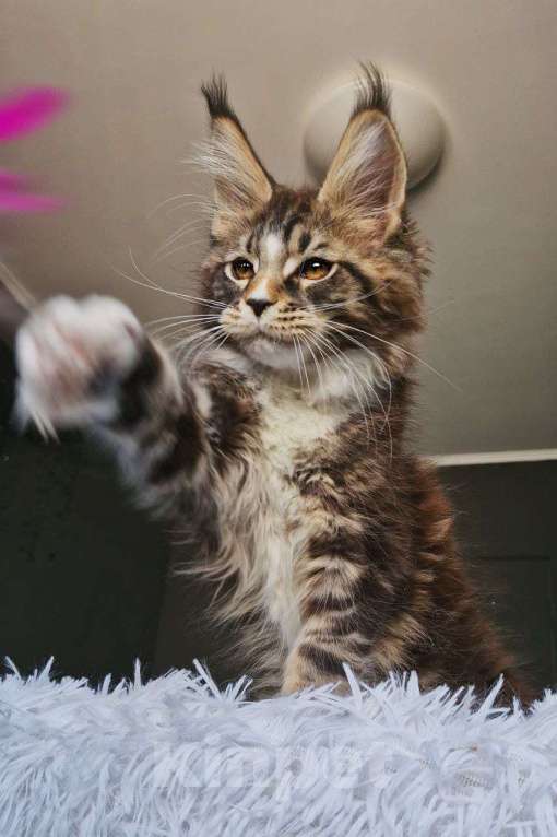 Кошки в Новосибирске: Котенок мейн кун кот  Мальчик, 120 000 руб. - фото 7