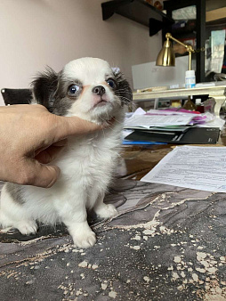 Элитный щенок Чихуахуа из питомника