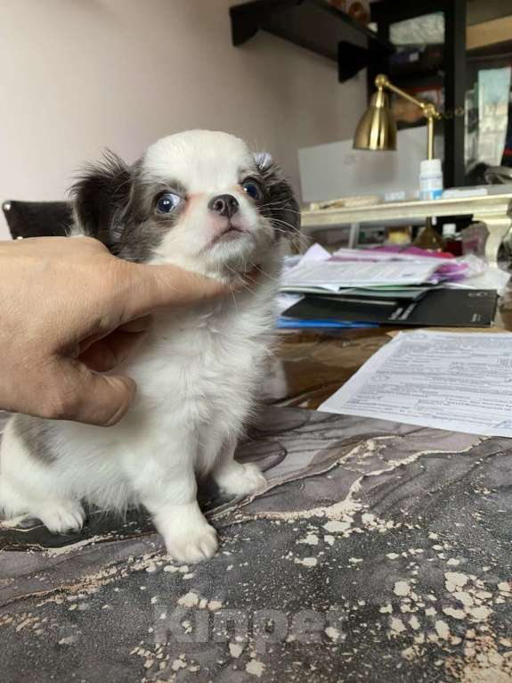 Собаки в других городах Московской области: Элитный щенок Чихуахуа из питомника Девочка, 80 000 руб. - фото 1