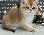 Кошки в Владивостоке: Британский котенок. Замечательный мальчик Мальчик, 90 000 руб. - фото 1
