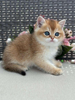 Объявление: Британский котенок. Замечательный мальчик, 90 000 руб., Владивосток