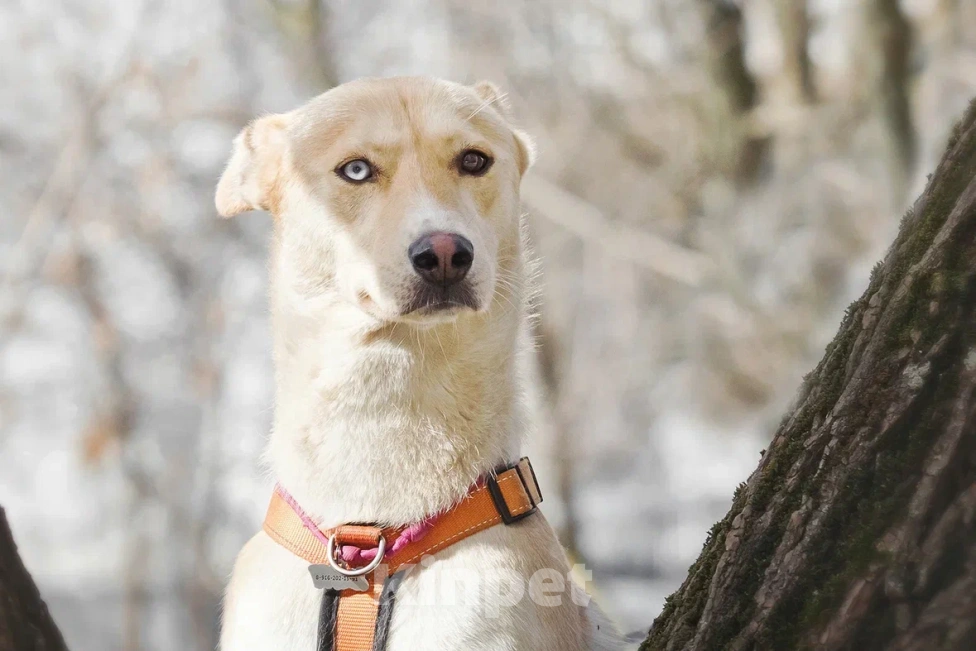 Собаки в Москве: Разноглазая собака в добрые руки Девочка, Бесплатно - фото 6