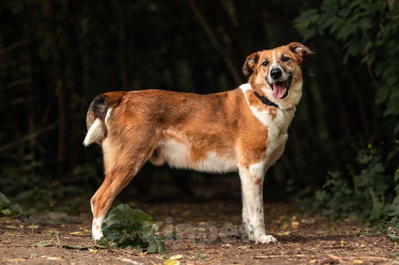 Собаки в Москве: Веснушчатый пёс Лео ищет дом Мальчик, 1 руб. - фото 7
