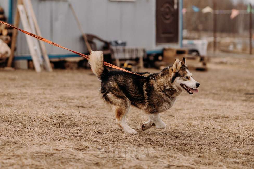 Собаки в Москве: Собака - улыбака и очень ласковый Котёнок просится жить в семью, где знают, что такое верность Мальчик, Бесплатно - фото 3