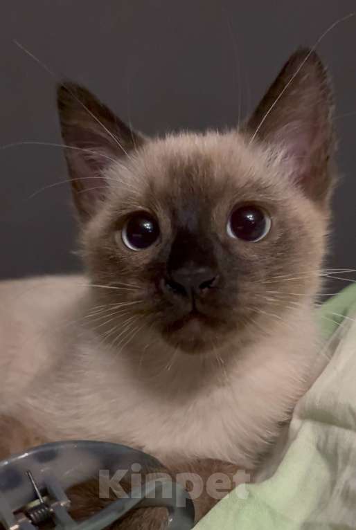 Кошки в Армавире: Тайский котëнок Мальчик, Бесплатно - фото 1