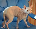 Кошки в Ангарске: Кот на вязку, 3 000 руб. - фото 1