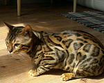 Кошки в Иваново: Кот бенгал на вязку, 6 000 руб. - фото 4