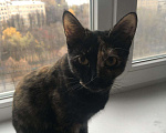 Кошки в Ливны: Кошка, 1 руб. - фото 3