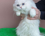 Кошки в Кингисеппе: Котик, 7 000 руб. - фото 3