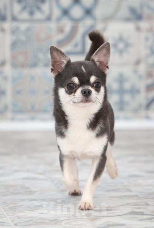 Собаки в Лобне: Чихуахуа мальчик Мальчик, 60 000 руб. - фото 5