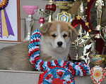 Собаки в Сочи: Великолепные щенки вельш корги пемброк Мальчик, 60 000 руб. - фото 10