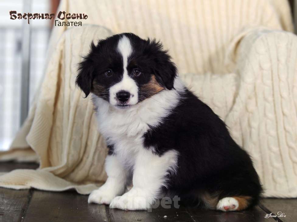 Собаки в других городах Московской области: Продается девочка миниаусси Девочка, 60 000 руб. - фото 4