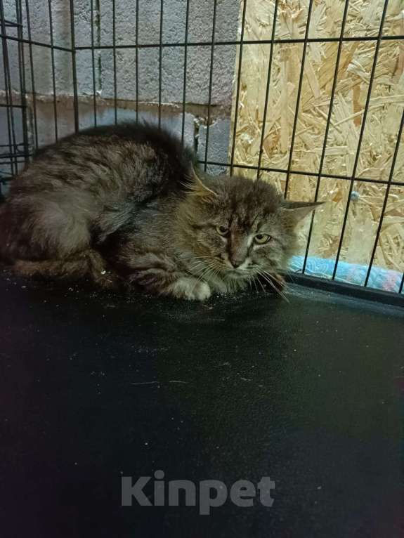 Кошки в Москве: Сибиряк Лео ищет дом   Мальчик, Бесплатно - фото 2