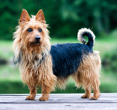Австралийский терьер