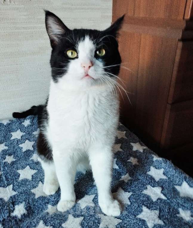 Кошки в Москве: Молоденький ласкун Мурчик ждёт свою семью Мальчик, Бесплатно - фото 2