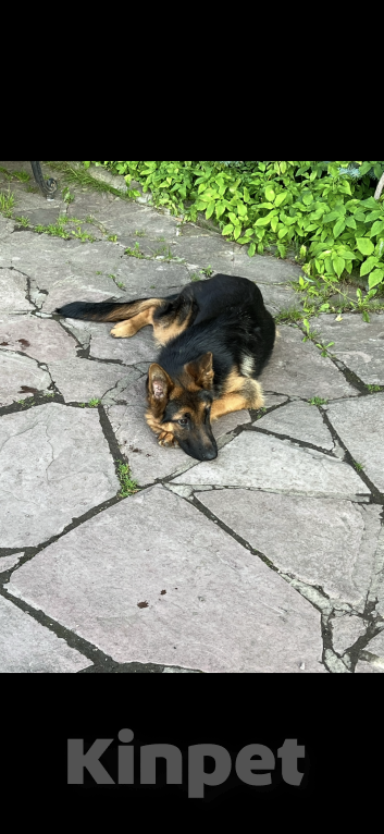 Собаки в Москве: Отдам немецкую овчарку в добрые руки Мальчик, Бесплатно - фото 1