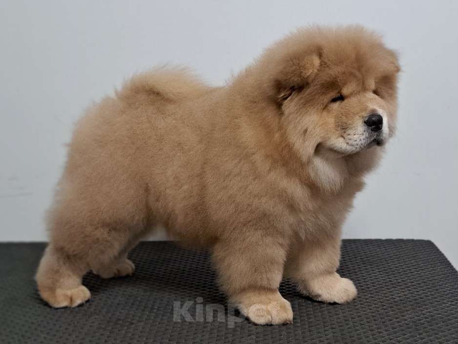 Собаки в Екатеринбурге: Щенок чау чау Мальчик, 80 000 руб. - фото 2