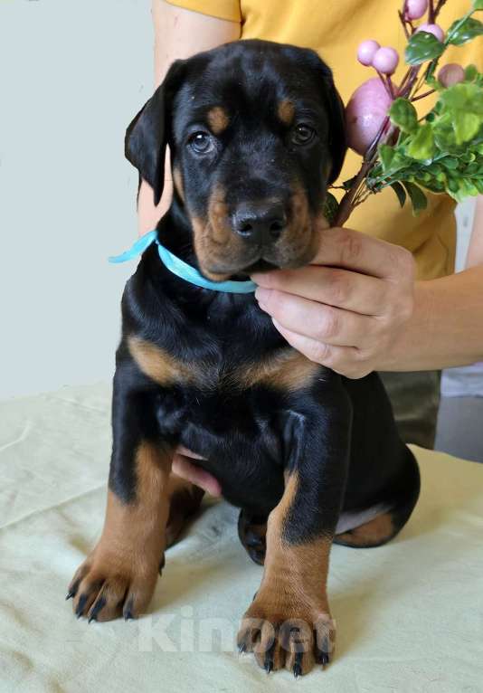 Собаки в Москве: Добермана щенки Девочка, 80 000 руб. - фото 3