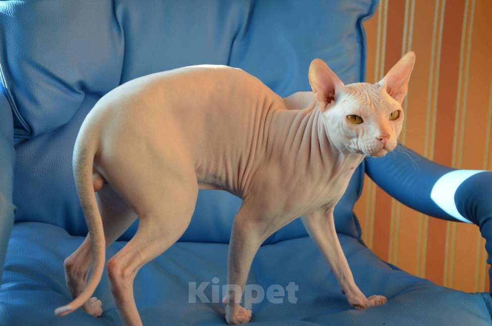 Кошки в Ангарске: Кот на вязку, 3 000 руб. - фото 1