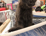 Кошки в других городах Московской области: Кот Мейн-кун Мальчик, 65 000 руб. - фото 4