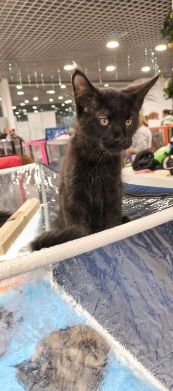 Кошки в других городах Московской области: Кот Мейн-кун Мальчик, 65 000 руб. - фото 4