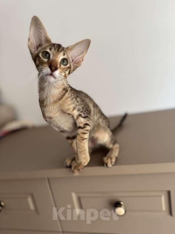 Кошки в Москве: Ориенталы Девочка, 45 000 руб. - фото 4