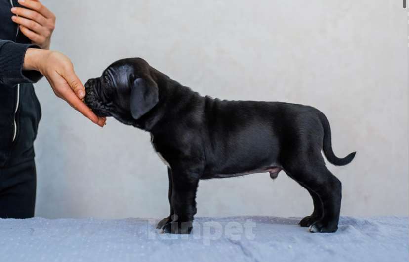 Собаки в Краснодаре: Продам щенков кане корсо  Мальчик, 100 000 руб. - фото 3